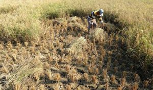 Kemarau Panjang, Petani di Bekasi Keluhkan Hasil Panen