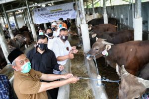 Awali Reses, Syaikhu Berikan 13 Sapi Kurban di 3 Kabupaten