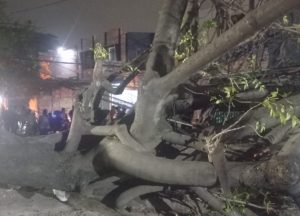 Seorang Karyawan Tewas Tertimpa Pohon Kedondong