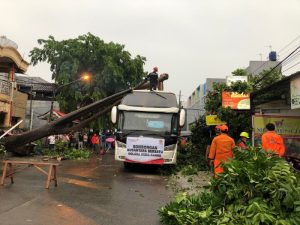Pohon Tumbang Timpa Bus Rombongan Nusantara Bersatu