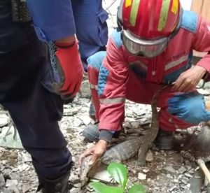 Damkar Evakuasi Biawak Dari Pekarangan Warga