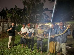 Warga Tangkap Ular Pyton Sepanjang 4 Meter