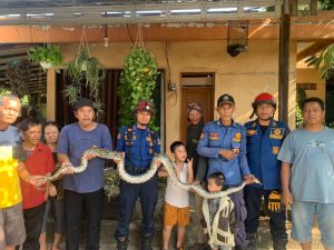 Lagi, Damkar Evakuasi Ular Piton