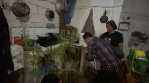 Warga Diciduk BNN, Ketahuan Tanam 39 Pohon Ganja di Rumah 