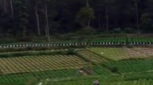 Musim Penghujan Tiba, Petani Mulai Masa Tanam Padi