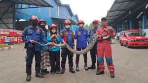 Musim Hujan, Damkar Evakuasi 10 Ular Berbisa