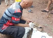 Musim Hujan Damkar Evakuasi 10 Musang, 15 Biawak dan Ular