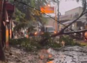 Hujan Deras Disertai Angin Kencang, 2 Pohon Tumbang