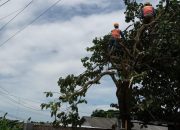 Jaga Keandalan Listrik, PLN Cikarang Pangkas Ranting Pohon