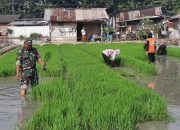 Wujud Keseriusan Peningkatkan Ketahanan Pangan, Babinsa Kali Baru Bantu Petani Tanam Padi