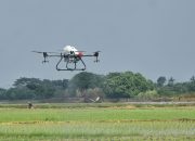 Petani di Sukakarya Semprot Padi sekarang Pakai Drone