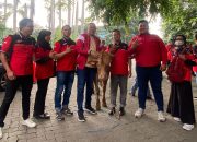 Momen Idul Adha, Tri Adhianto Bagikan 60 Sapi dan 36 Kambing