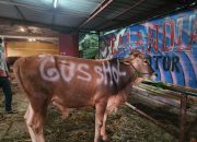 Gus Shol Salurkan 6 Sapi Kurban ke Masjid dan Ormas Islam