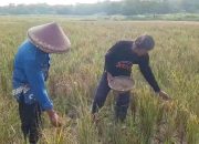Kemarau, Petani Padi di Bekasi Resah Takut Gagal Panen