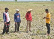 Penuhi Biaya Hidup, Petani Terdampak Kekeringan Jual Ternak