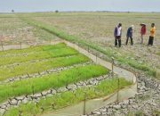 Ribuan Hektar Sawah Kekeringan, Pemkab Bekasi Tetapkan Status Tanggap Darurat Kekeringan