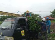Jelang Perayaan Tahun Baru Imlek, PLN Cikarang Pastikan Keandalan Pasokan Listrik Aman dengan Giatkan Preventif Pemangkasan Pohon Dekat Jaringan Listrik