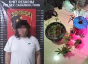 Polsek Cabangbungin Gerebek Rumah Warga Yang Tanam Ganja Dalam Rumah