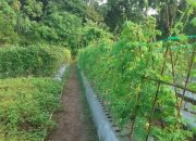 Petani Hortikultura Assilulu Harapkan Bantuan dari Pemerintah Daerah