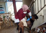 Ribuan Ekor Hewan Kurban di Kota Bekasi Diperiksa Kesehatannya
