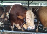 Prabowo Beli Sapi Kurban Seharga Rp 85 Juta dari Peternak Asal Bekasi