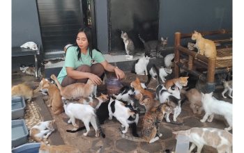 20 Ekor Kucing Luka Terkena Dampak Demo Anarkis di Jakarta
