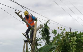 Jelang Siaga Natal dan Tahun Baru, PLN Cikarang Intensifkan Pemangkasan Pohon Demi Keandalan Listrik