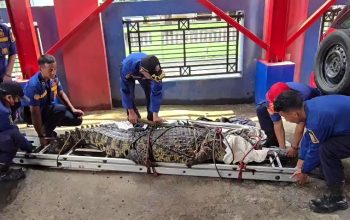 Buaya Muara 2,5 Meter Dievakuasi dari Sawah di Bekasi