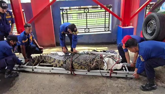Buaya Muara 2,5 Meter Dievakuasi dari Sawah di Bekasi