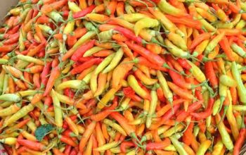 Harga Cabai Galak Makin Galak, Tembus Rp120 Ribu per Kilo