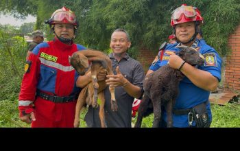 Dua Kambing Dewasa Terperosok ke Sumur Tua, Damkar Kota Bekasi Lakukan Evakuasi