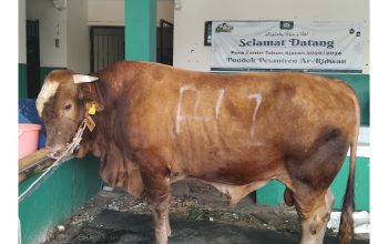 Berkah Idul Adha, Ponpes Ar-Ridwan Terima Sapi Bantuan Presiden Berbobot 1,2 Ton