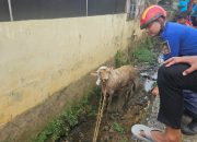Sapi Kurban Tercebur ke Parit, Damkar Kota Bekasi Turunkan Dua Regu Evakuasi