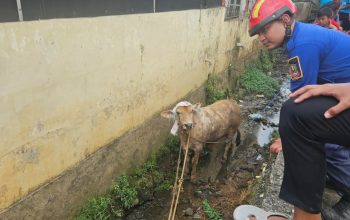 Sapi Kurban Tercebur ke Parit, Damkar Kota Bekasi Turunkan Dua Regu Evakuasi