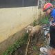 Sapi Kurban Tercebur ke Parit, Damkar Kota Bekasi Turunkan Dua Regu Evakuasi