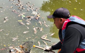 KP2C Apresiasi Gerak Cepat DLH Kota Bekasi Tangani Bangkai Ikan Sapu Sapu